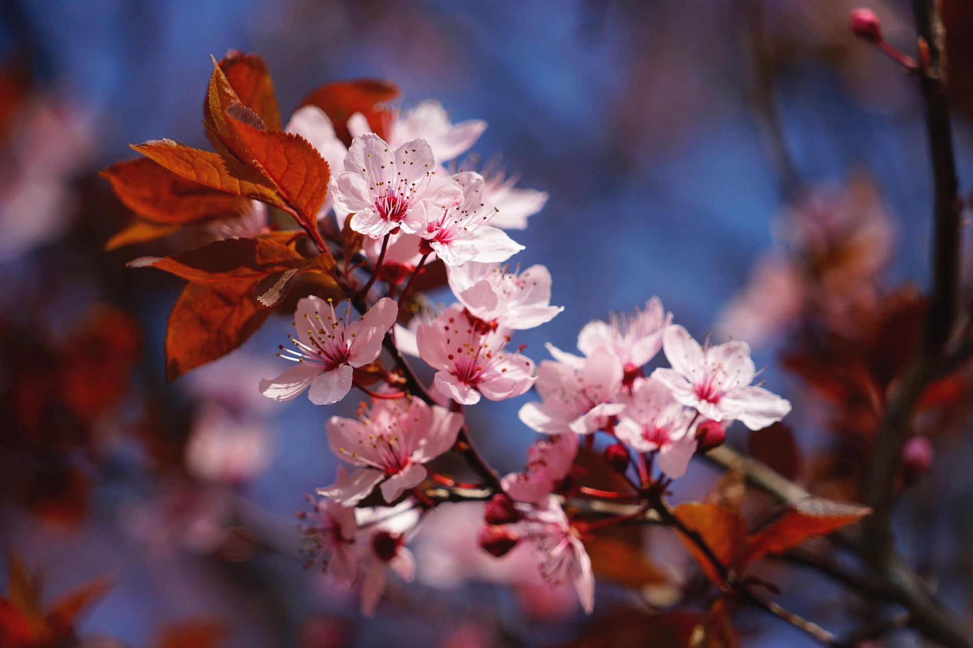 Best places to see cherry blossoms around the world