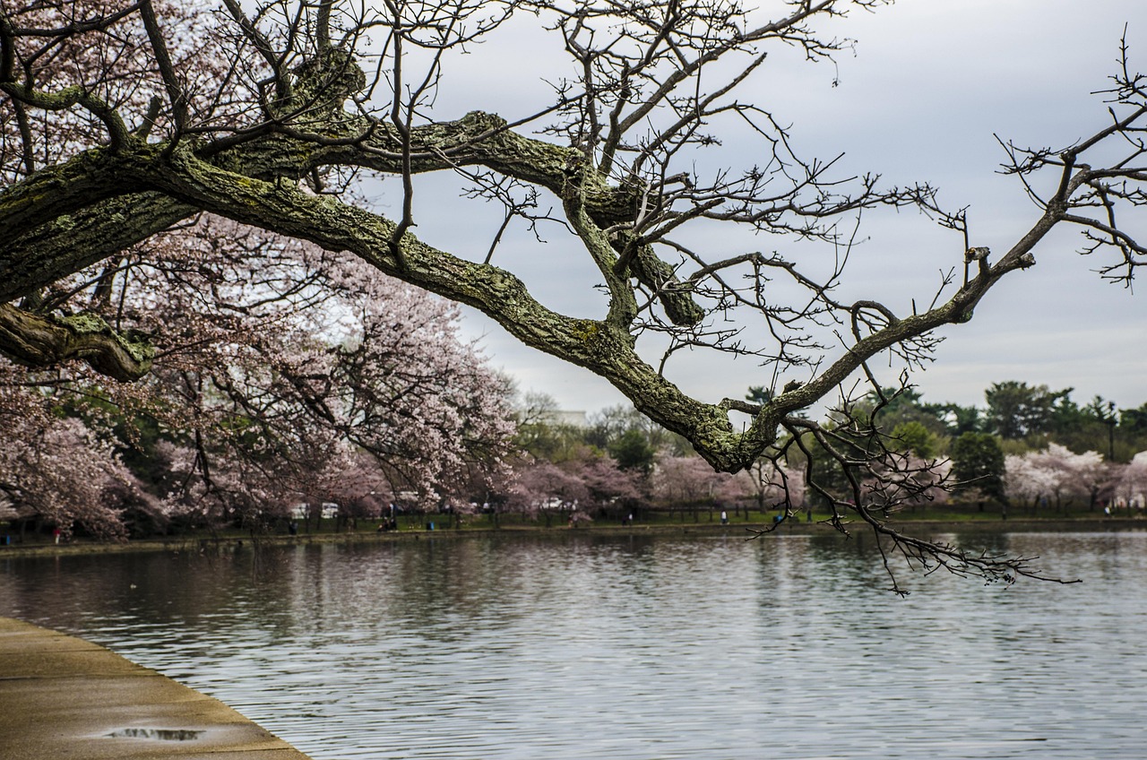 Cherry blossoms in Washington, DC