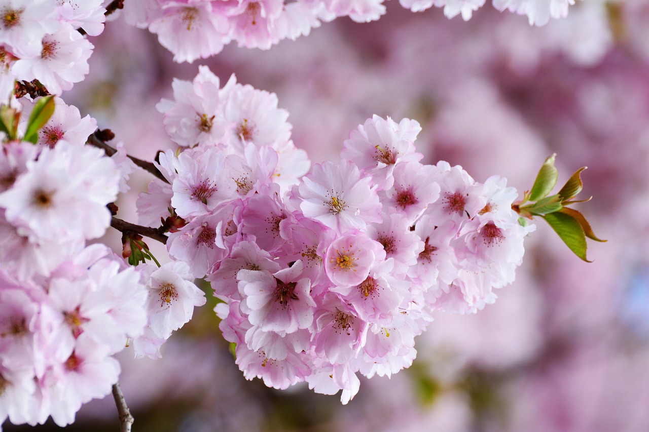 Cherry tree blooming