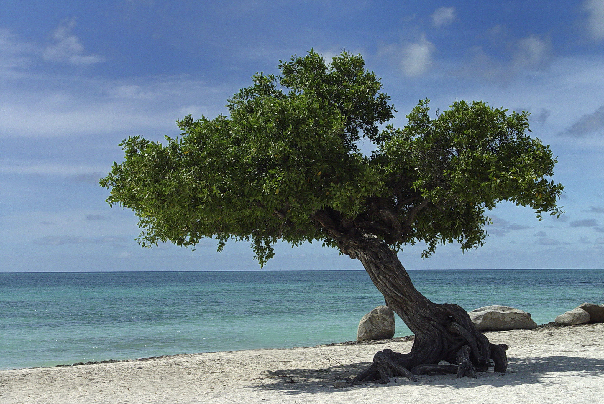 Eagle Beach, Oranjestad, Aruba, Caribbean