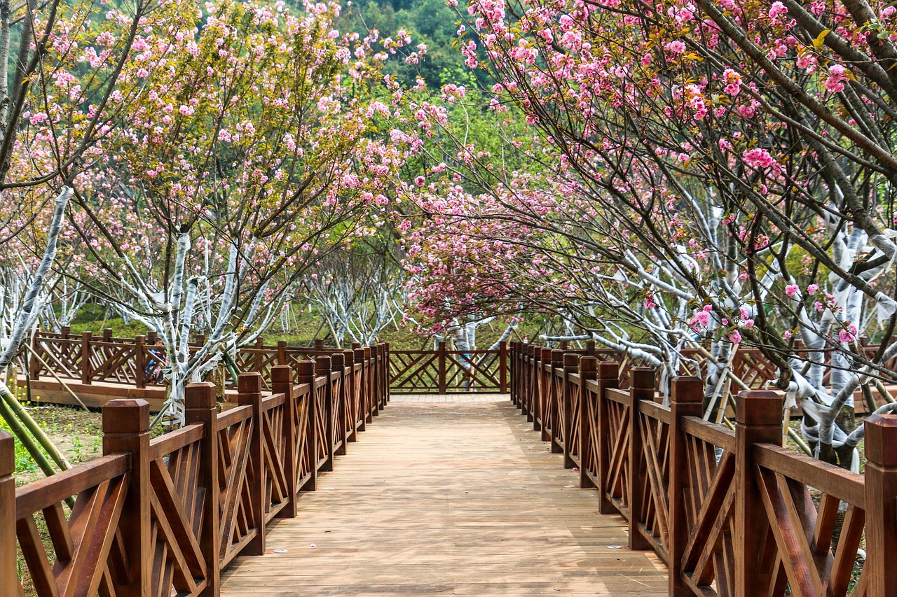 Cherry trees blooming in Seoul