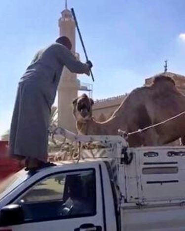 Animal cruelty at the Great Pyramids of Giza