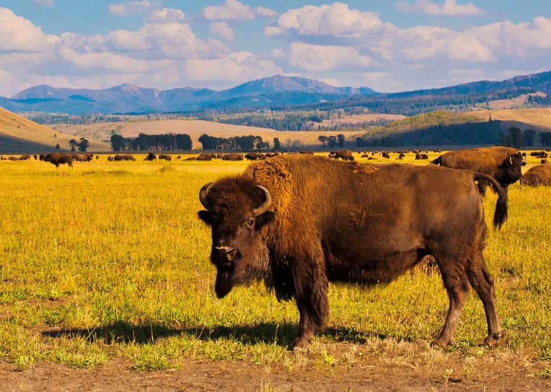 Yellowstone