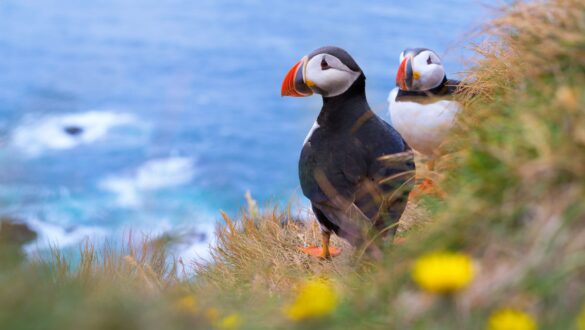 Highland Explorer Tours: Atlantic Puffin Experience Tour