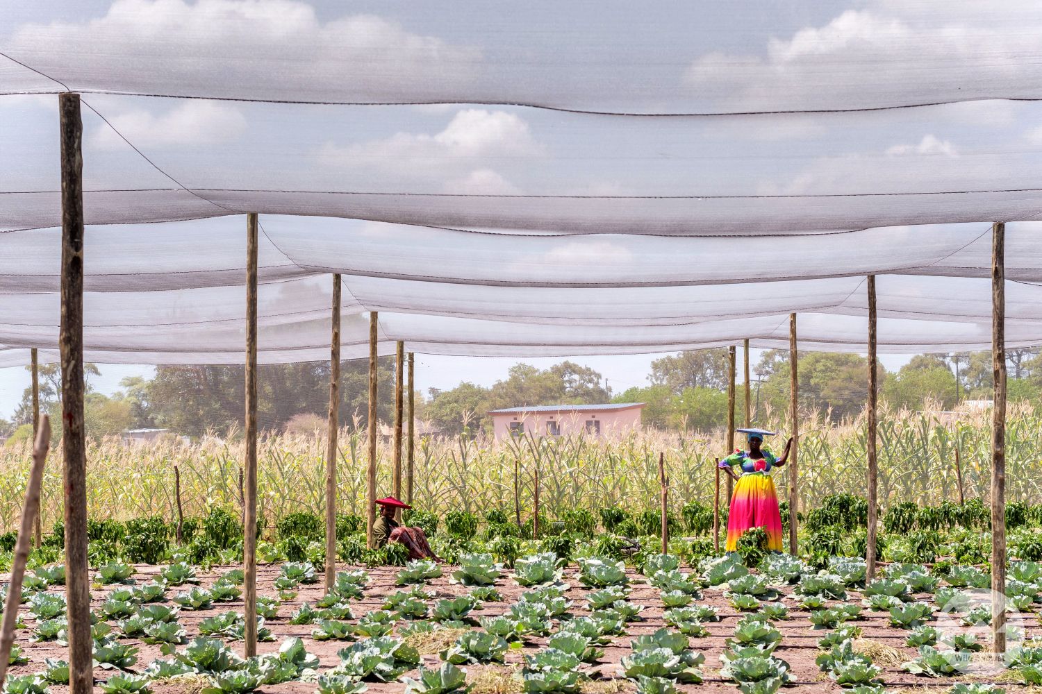 Habu Village Green Project
