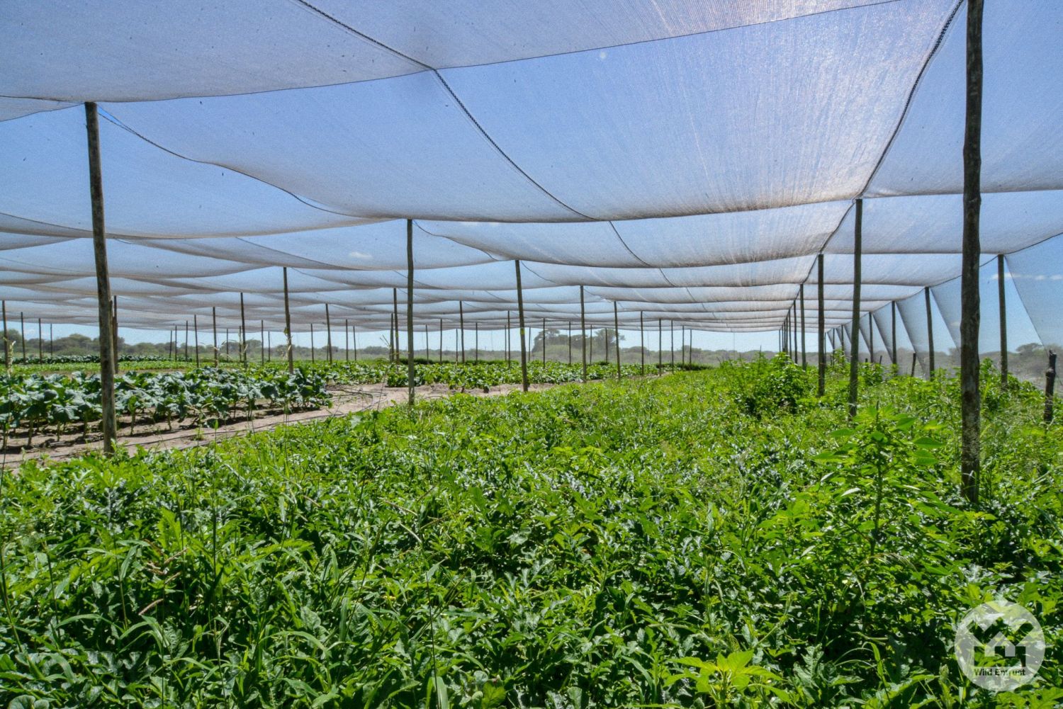 Village Greens Project