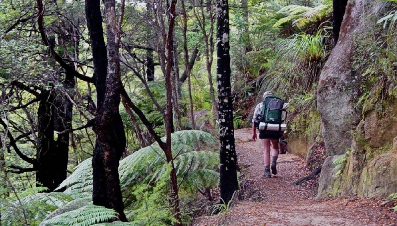 Gentle hike through the beech forest - Image credit Jane Flowers