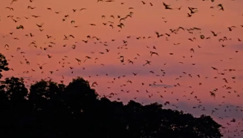 Kasanka National Park Fruit Bat Migration - Merlin Tuttle's Bat Conservation - YouTube