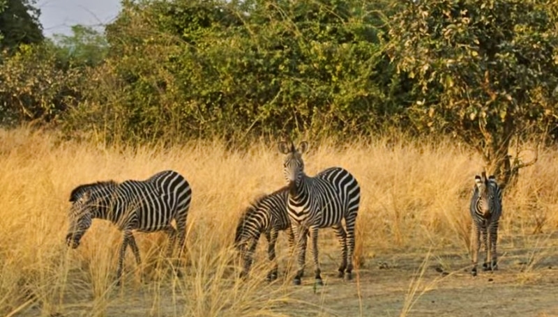 South Luangwa National Park - CONSERVATION SAFARI COMPANY - YouTube