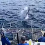 Australia shark cage diving - Thirsty Ramblers - YouTube