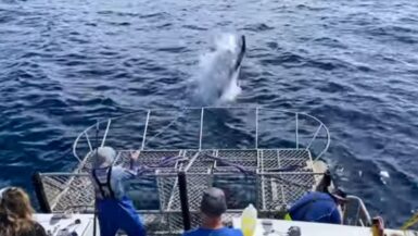 Australia shark cage diving - Thirsty Ramblers - YouTube