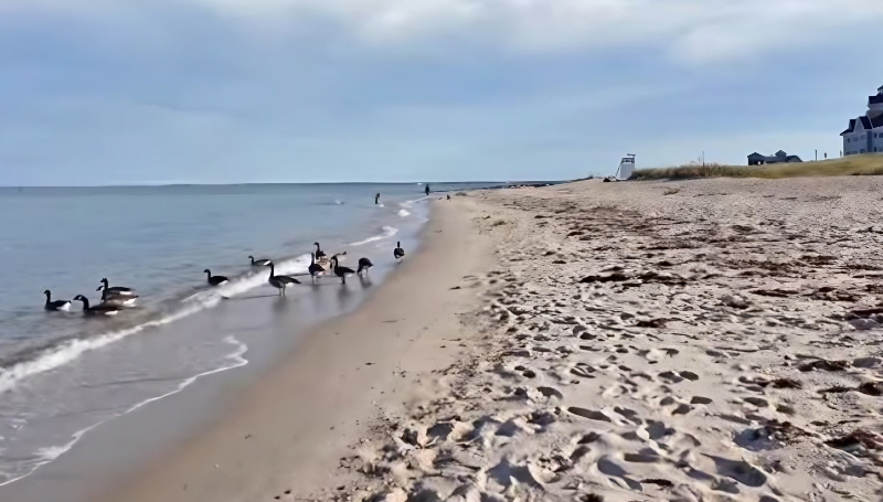 Beautiful beaches, and bird-life - Morgan Sen Diego - YouTube