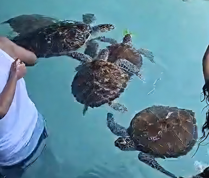 Crowded turtle feeding - used with permission