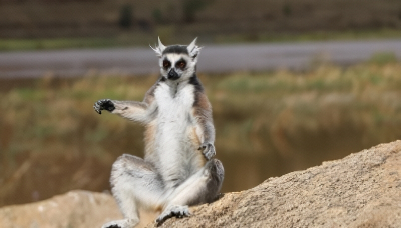 Cute Lemurs Everywhere - Image credit - xsama - Pixabay